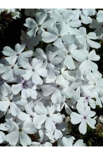 Флокс шилоподібний Альба створює білосніжний акцент у саду.